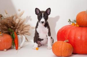 42518910 1117664731731938 5895498751618842624 o